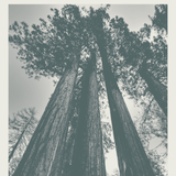 Sequoia National Park Print