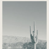 Saguaro National Park Print, Monochrome