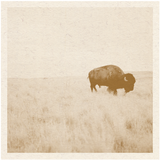 Buffalo Print