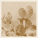 Cacti Print