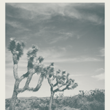 Joshua Tree National Park Print
