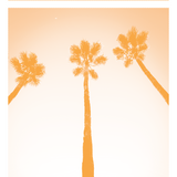 Palm Springs Prin, Orange